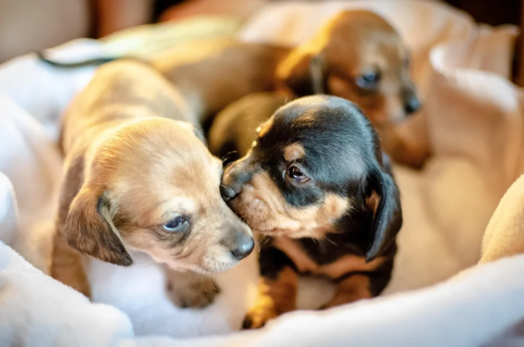 Wat heb je nodig voor een teckel puppy? Complete checklist