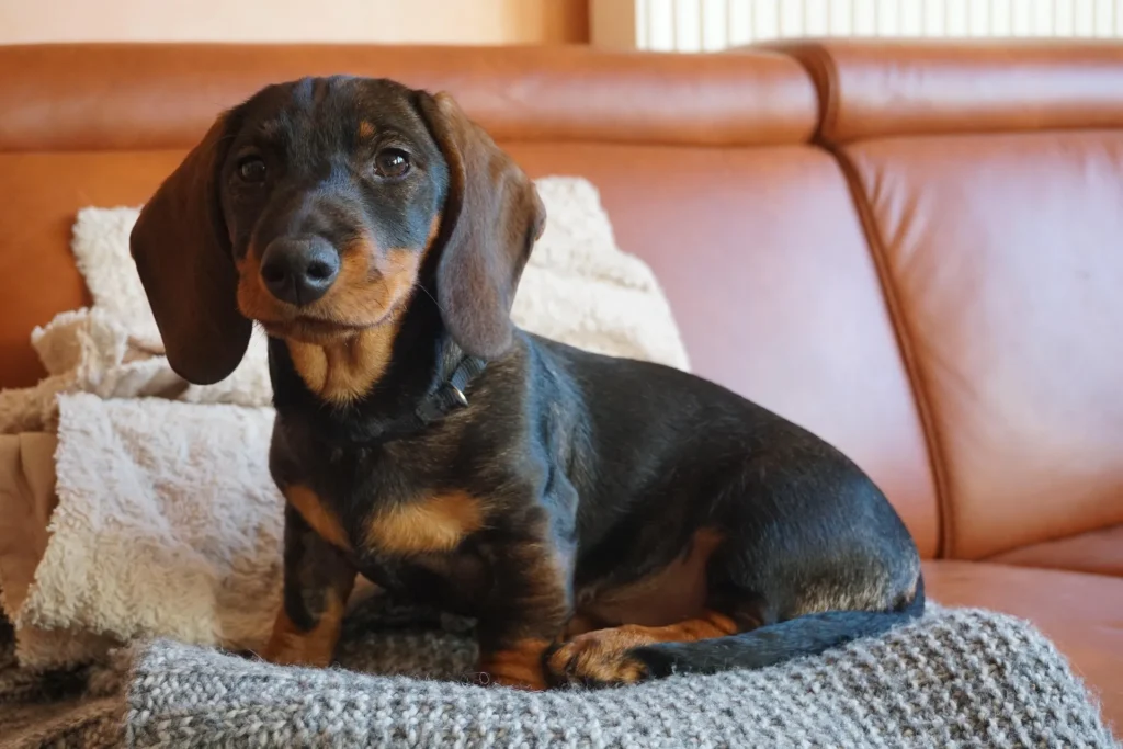 Puppy hyper gedrag: wat is normaal en wanneer grijp je in?